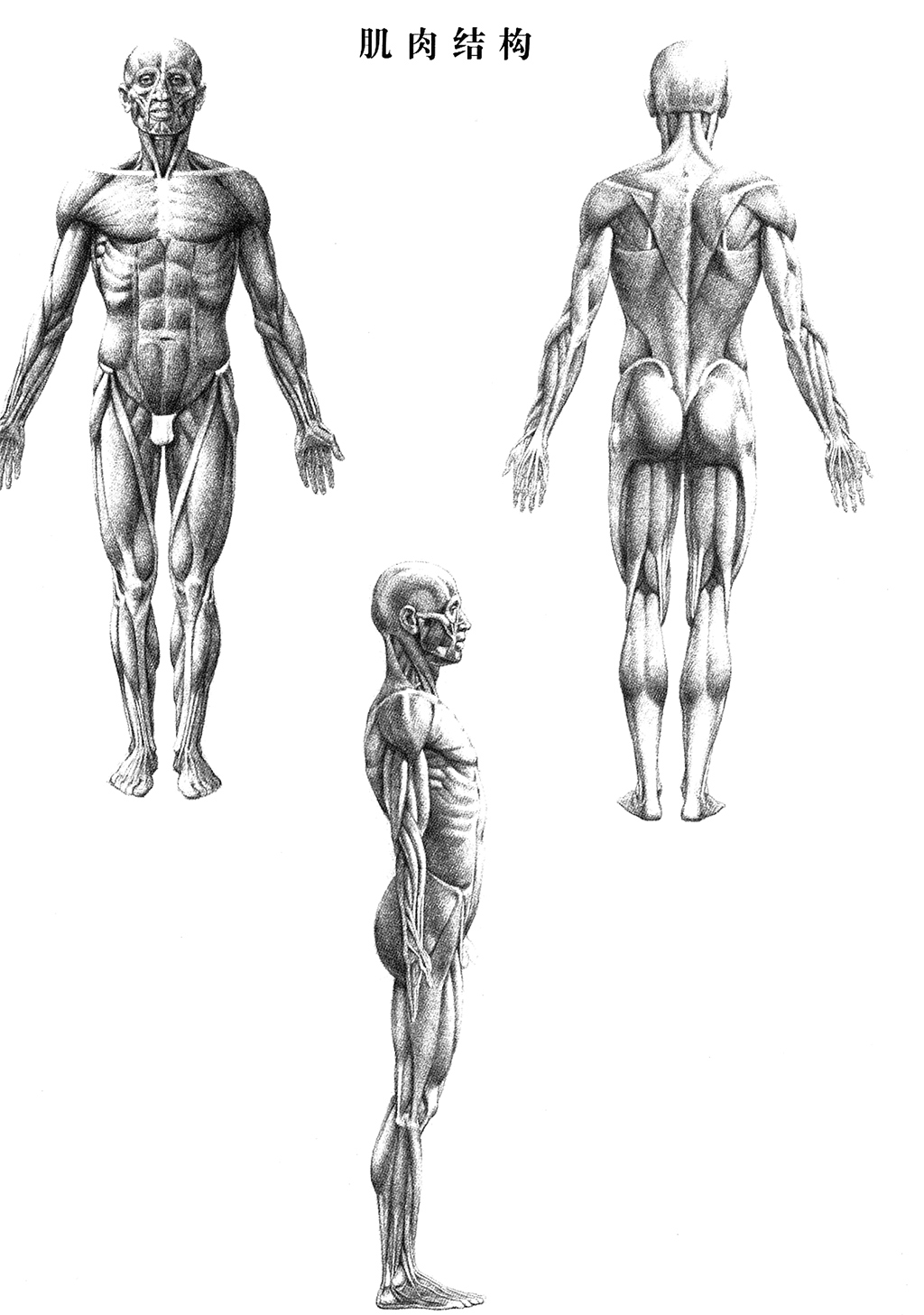 人体素描结构适合于绘画爱好者和插画师的人体的结构解说教程
